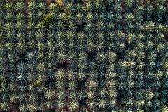 Aerial view of palm trees  in AlUla, Saudi Arabia