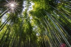 A low-angle shot captures the towering bamboo stalks reaching towards the sky, their green leaves filtering the sunlight, creating a serene and natural scene.