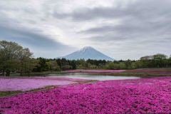 A scenic view of Mount Fuji in Japan, surrounded by a field of vibrant pink moss phlox flowers, creating a stunning contrast of colors and textures in the landscape.