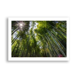 Sunlight through bamboo forest canopy at Arashiama Bamboo Forest, Japan