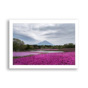 The pink moss of Fuji Shibazakura Festival, Japan