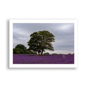 Young girl walks through a lavender field