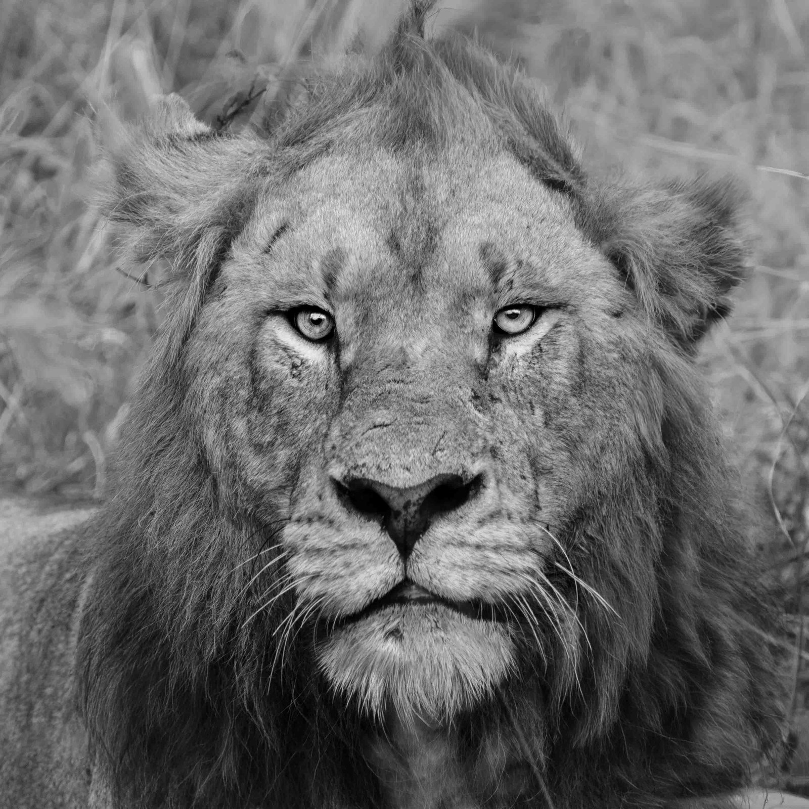 Wildlife